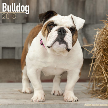 Calendrier 2027 Bulldog