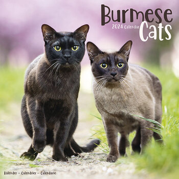 Calendrier 2027 Cats - Burmese