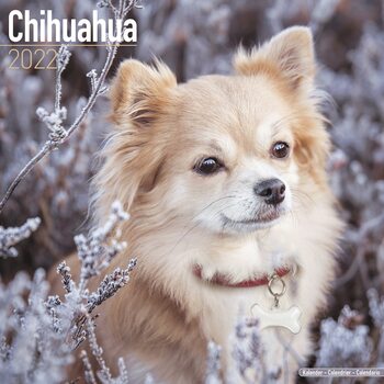 Calendrier 2027 Chihuahua