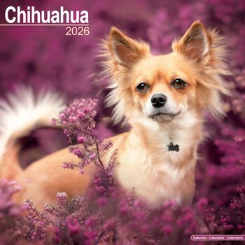 Calendrier 2026 Chihuahua