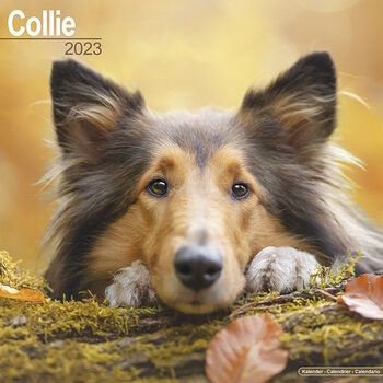 Calendrier 2023 Collie