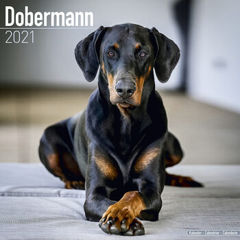 Calendrier 2027 Dobermann