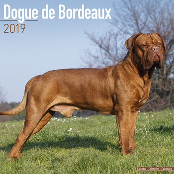 Calendrier 2027 Dogue de Bordeaux