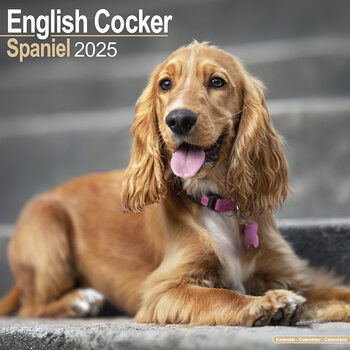 Calendrier 2027 English Cocker Spaniel