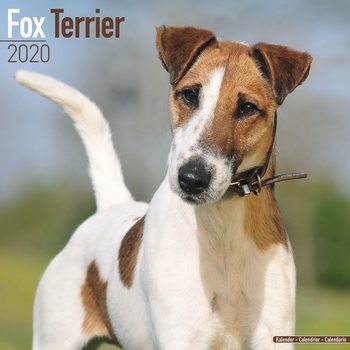 Calendrier 2027 Fox Terrier
