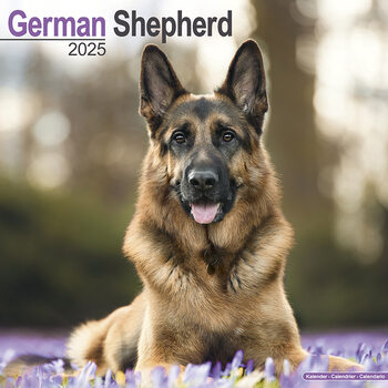 Calendrier 2027 German Shepherd