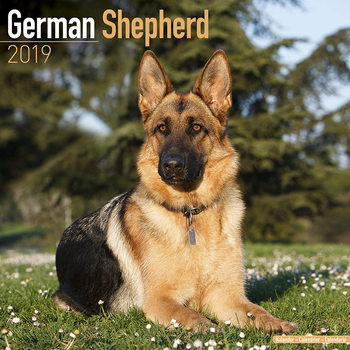 Calendrier 2027 German Shepherd