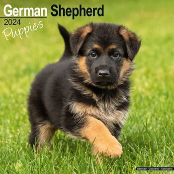 Calendrier 2024 German Shepherd Puppies