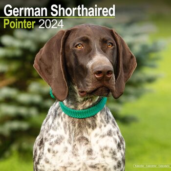 Calendrier 2024 German ShortHair Pointer
