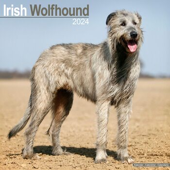 Calendrier 2027 Irish Wolfhound