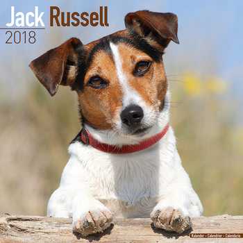 Calendrier 2027 Jack Russell