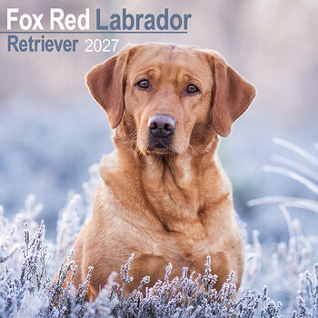 Calendrier 2027 Labrador fox red