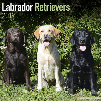 Calendrier 2027 Labrador Ret (Mixed)