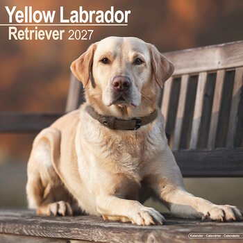 Calendrier 2027 Labrador sable