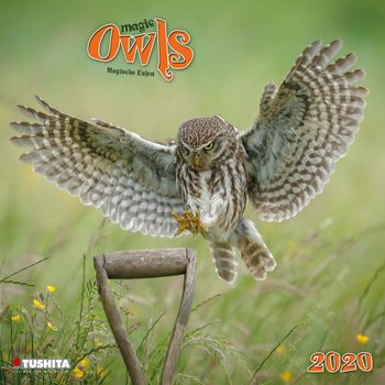 Calendrier 2027 Magic Owls