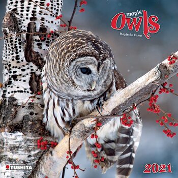 Calendrier 2027 Magic Owls