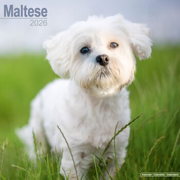 Calendrier 2026 Maltese