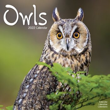 Calendrier 2027 Owls