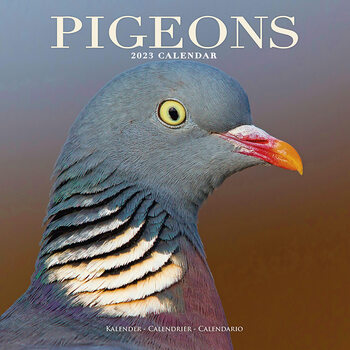 Calendrier 2023 Pigeons