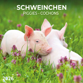 Calendrier 2026 Piggies