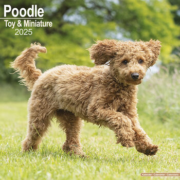 Calendrier 2027 Poodle