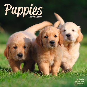 Puppies Calendrier 2020