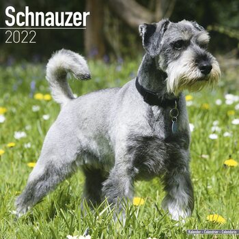 Calendrier 2027 Schnauzer