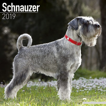 Calendrier 2027 Schnauzer