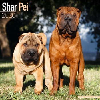 Shar Pei Calendrier 2020