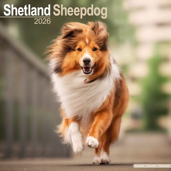 Calendrier 2027 Shetland Sheepdog