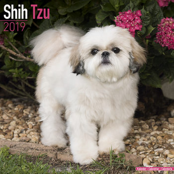 Calendrier 2027 Shih Tzu