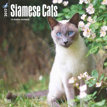 Calendrier 2027 Siamois