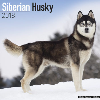 Calendrier 2027 Siberian Husky