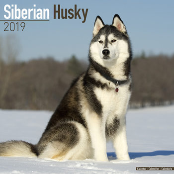 Calendrier 2027 Siberian Husky