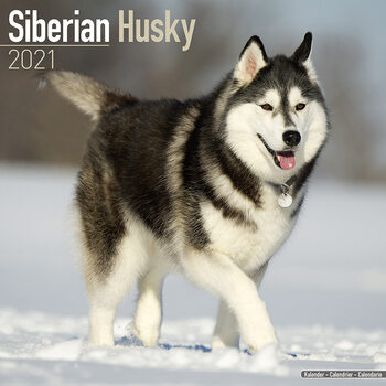 Calendrier 2027 Siberian Husky