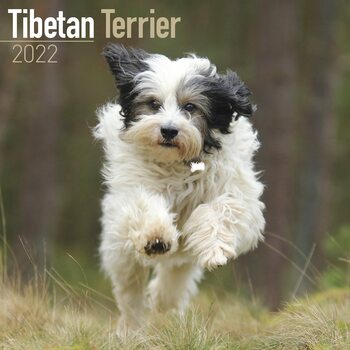 Calendrier 2027 Tibetan Terrier