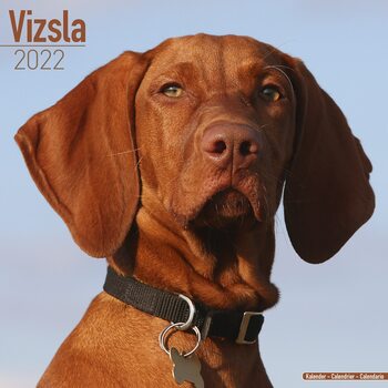 Calendrier 2027 Vizsla