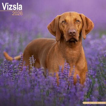 Calendrier 2026 Vizsla