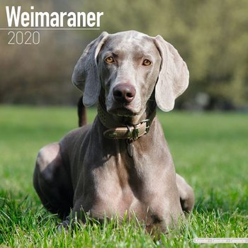 Weimaraner Calendrier 2020