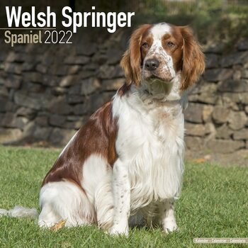 Calendrier 2027 Welsh Springer Spaniel