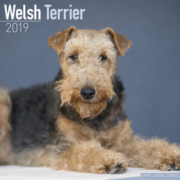 Calendrier 2027 Welsh Terrier