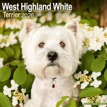 Calendrier 2026 West Highland Terrier
