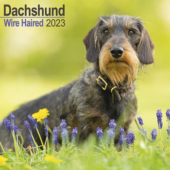 Calendrier 2023 Wirehaired Dachshund