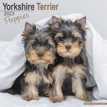 Calendrier 2023 Yorkshire Terrier - Pups