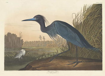 Obraz na plátne Blue Crane or Heron, 1836