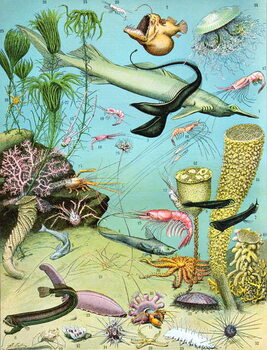 Obraz na plátne Illustration of  a Deepwater ecosystem c.1923
