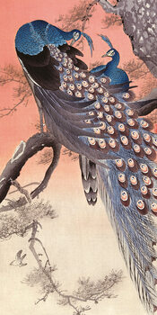 Obraz na plátne Ohara Koson - Two Peacocks on Tree Branch