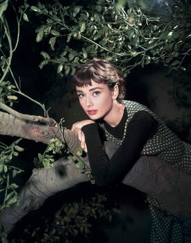 Canvas Print Audrey Hepburn