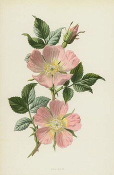 Canvas Print Dog-Rose
