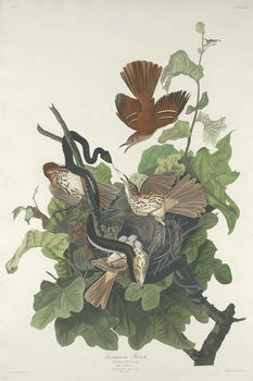 Canvas Print Ferruginous Thrush, 1831